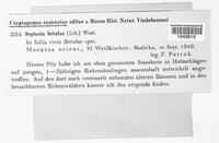 Sphaerulina betulae image